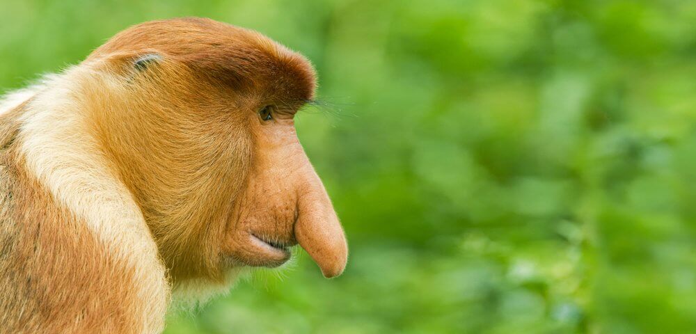 Monkey Shoulder Blended Malt whisky fles